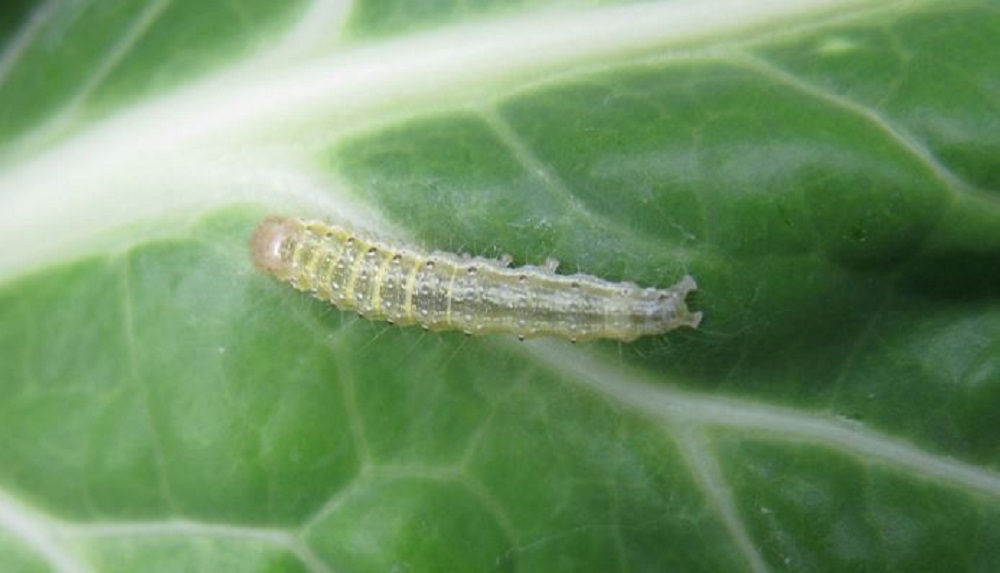 Garden pebble moth larva